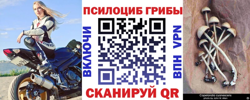 Галлюциногенные грибы Psilocybine cubensis  дарнет шоп  Нарткала 