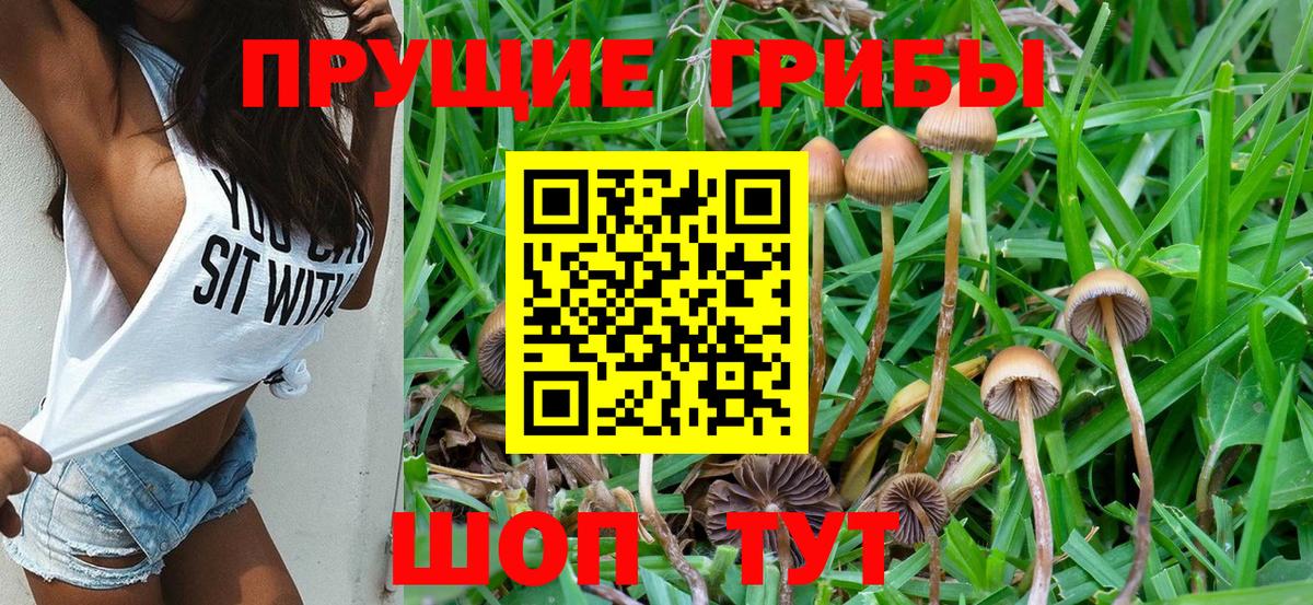 Галлюциногенные грибы Cubensis  Псилоцибиновые грибы мицелий  Вход с VPN  Нарткала 